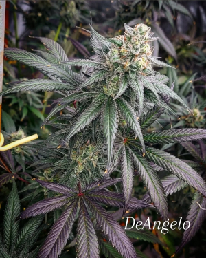 An image of DeAngelo