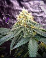 An image of Purple Reign