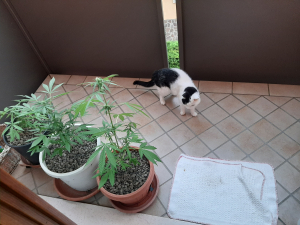 Auto Mimosa Cocktail XXL archive 1