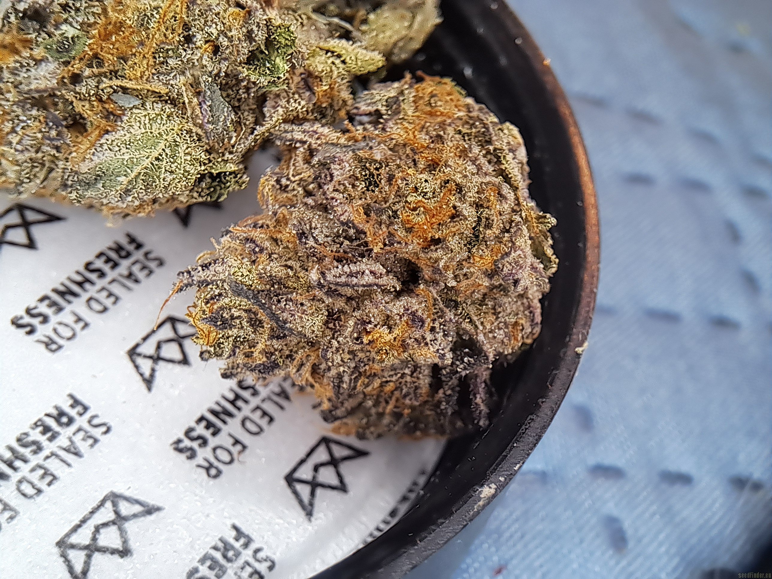 Blue Flame flower, as labeled by the cited image source