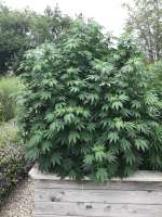 An image of Girl Scout Cookies