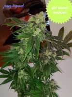 An image of Girl Scout Cookies