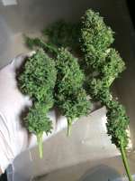 An image of Northern Lights Auto