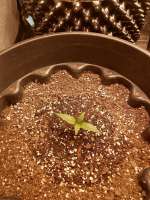 Scarlet Sunset archive 4