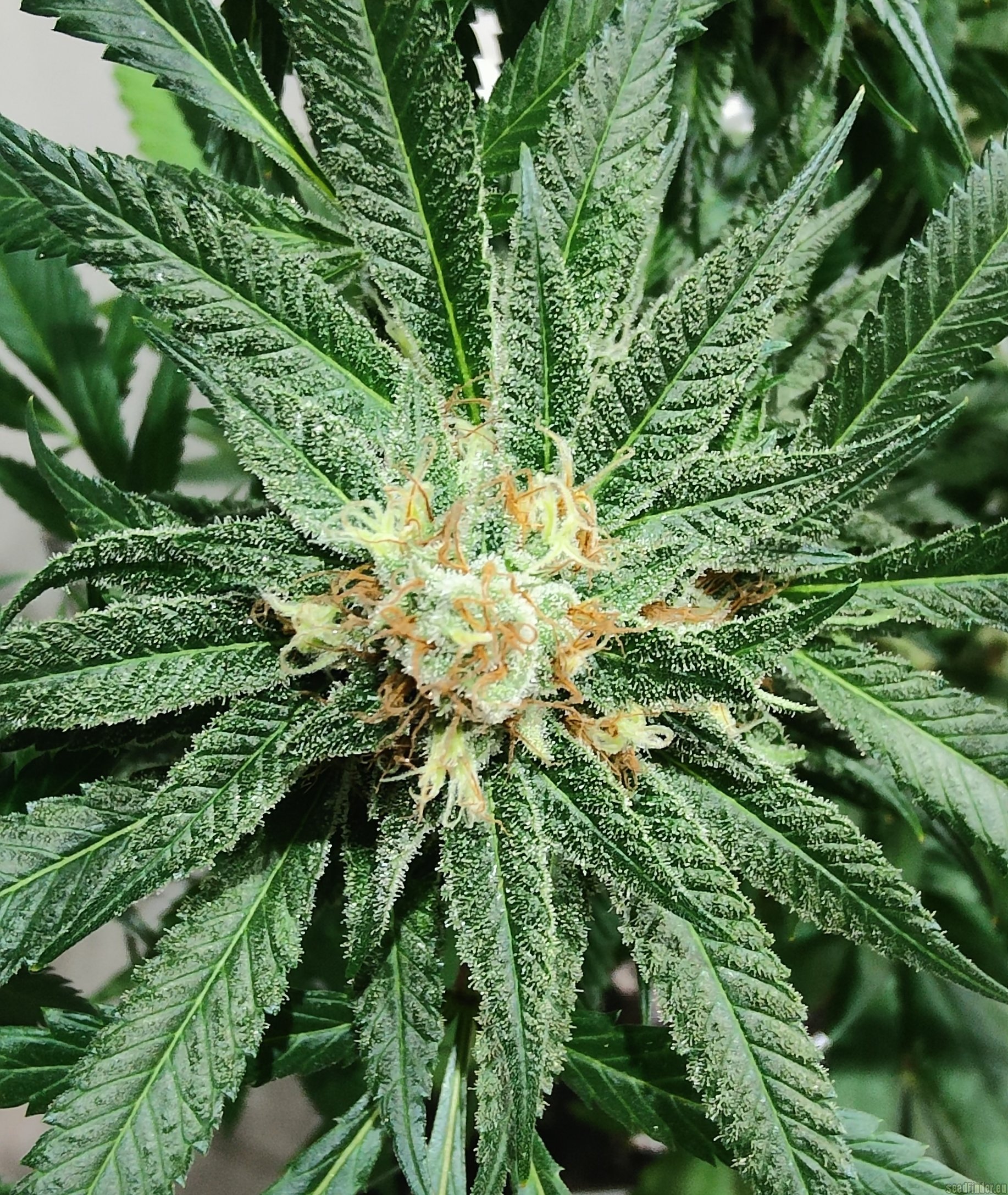 WiFi 43 flowering cannabis, as labeled by the cited photo source
