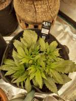 Lebanon Auto archive 4