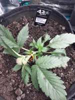 Lebanon Auto archive 3