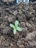 Lebanon Auto archive 1