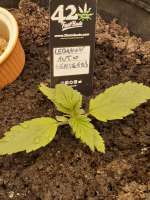 Lebanon Auto archive 2