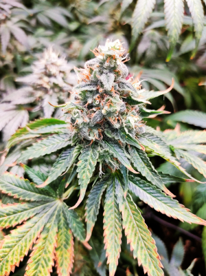 An image of Kritikal Bilbo x AK-47