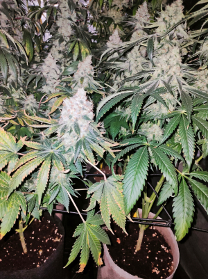 An image of Kritikal Bilbo x AK-47