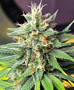 Upside Down Will's picture by GoonieGenetics