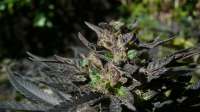 An image of Grand Daddy Purp