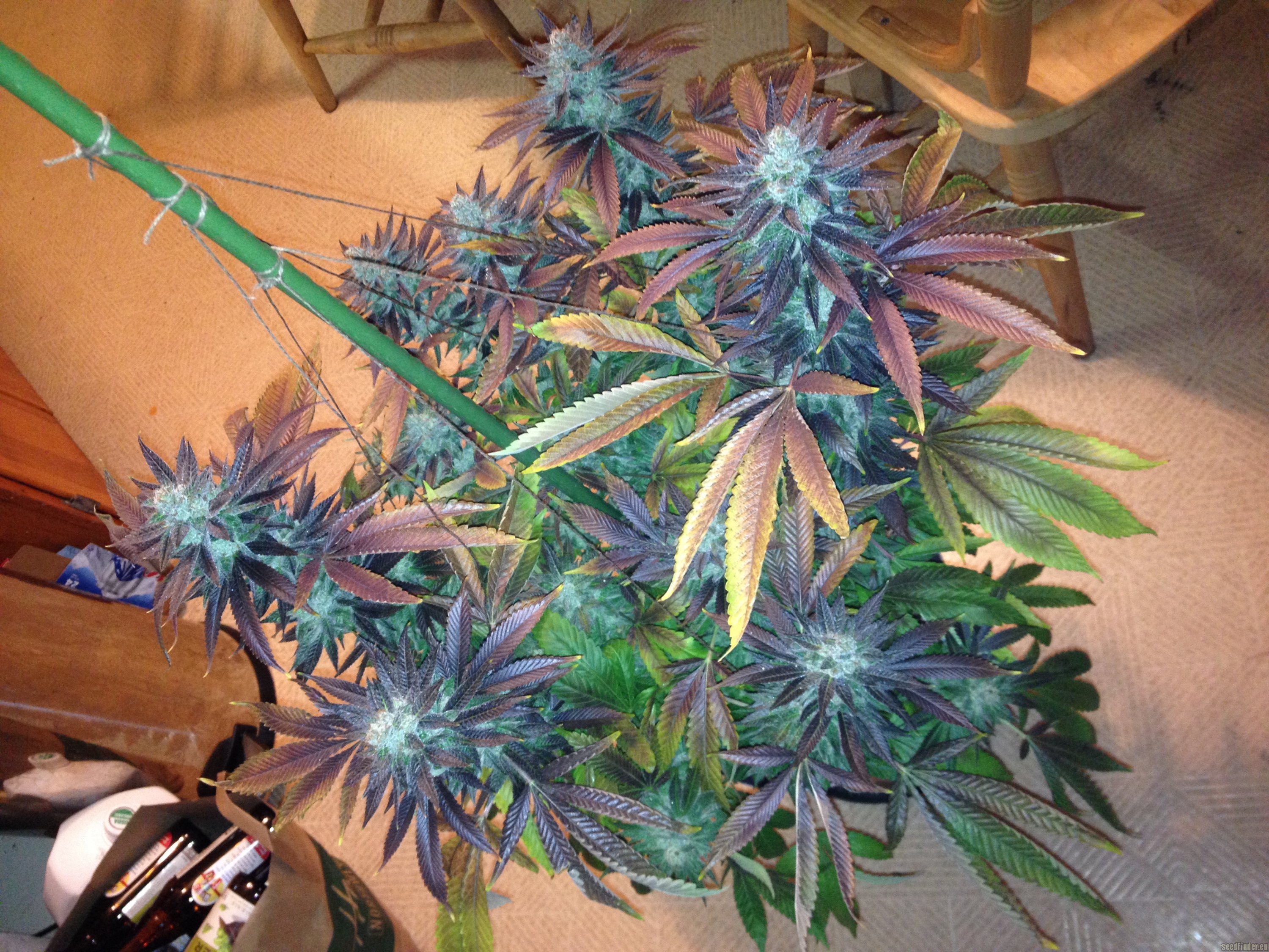 Grand Daddy Purp