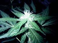 Automatic Mary archive 1