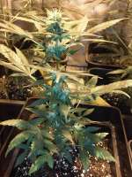 Automatic Mary archive 2