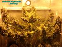 Automatic Mega Bud archive 3