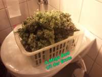 Automatic Mega Bud archive 1