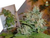 OG Cheese: strain page photo, credit seedfinder.eu, copyright status shown with credit copyright unverified