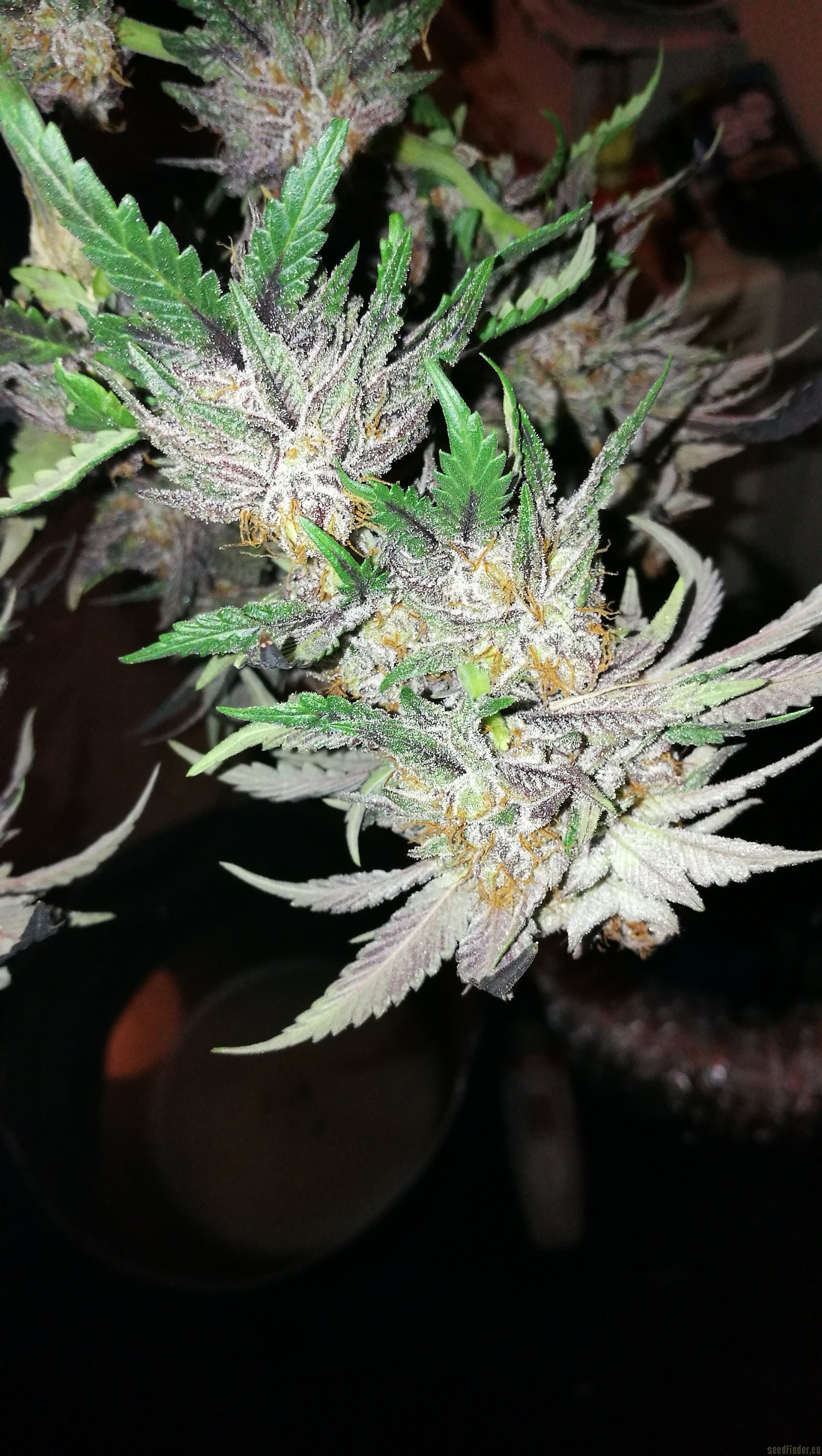 Fruity Pebble OG F2