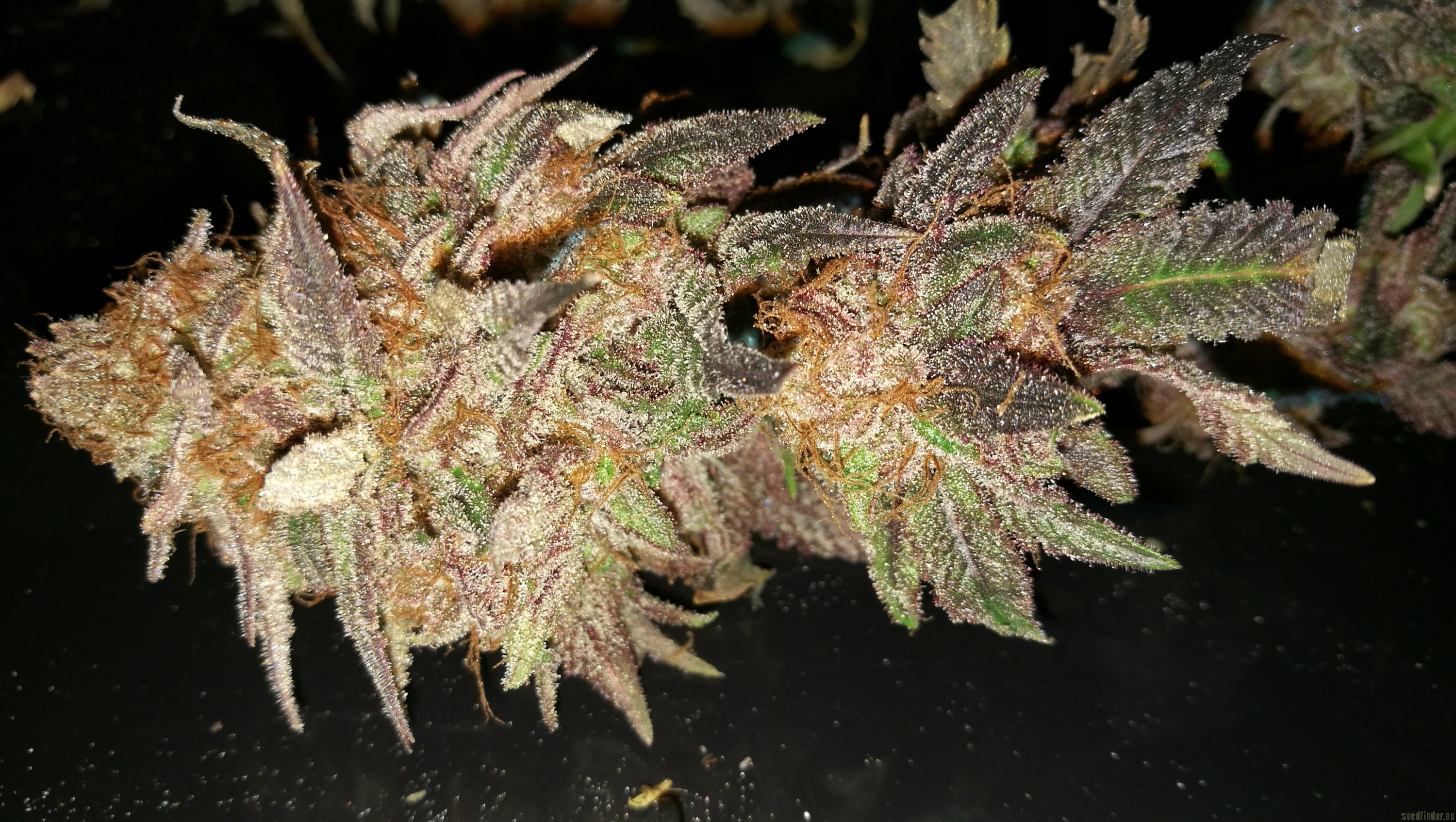 Fruity Pebble OG F2