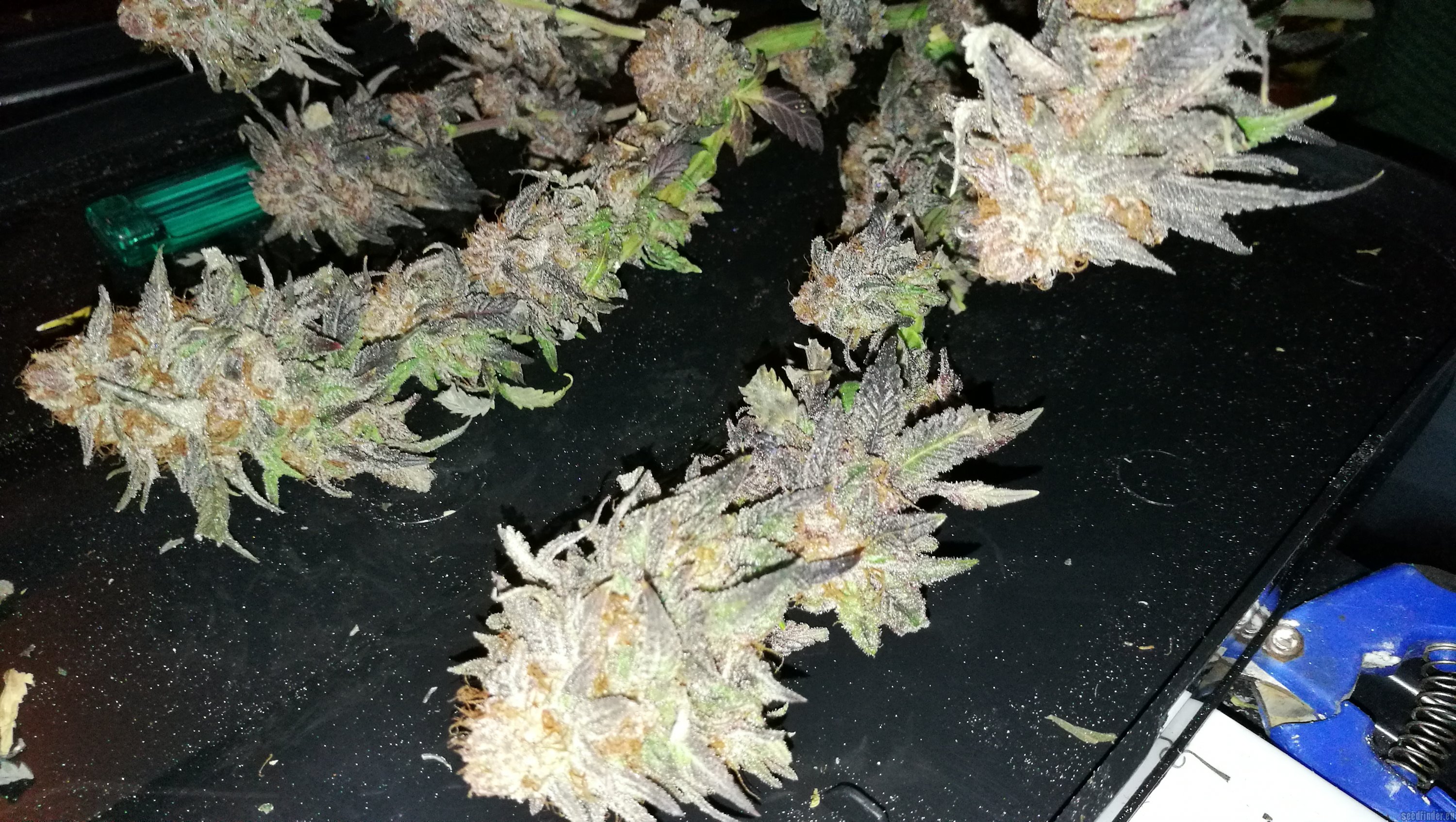 Fruity Pebble OG F2