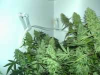 Orange Kush: strain page photo, credit seedfinder.eu, copyright status shown with credit copyright unverified