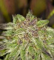 Very Berry archive 2