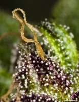 Very Berry archive 3