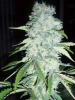 Alaskan Ice archive 5