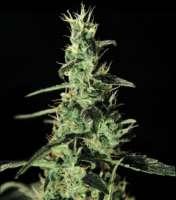 Alaskan Ice archive 4