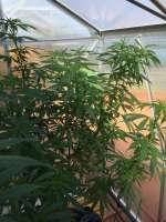 An image of Arjan's Haze #1