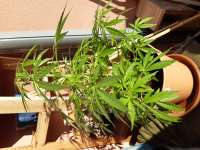 An image of Auto Jack Herer