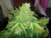 Big Bang: strain page photo, credit seedfinder.eu, copyright status shown with credit copyright unverified