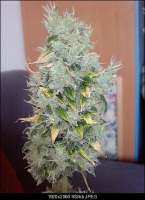 An image of Big Bang Autoflowering