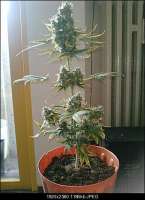 An image of Big Bang Autoflowering