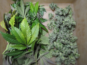 Bubba Kush: strain page photo, credit seedfinder.eu, copyright status shown with credit copyright unverified