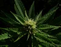 Cheese: strain page photo, credit seedfinder.eu, copyright status shown with credit copyright unverified