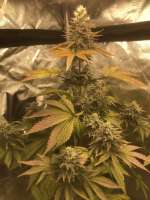 Chemdog: strain page photo, credit seedfinder.eu, copyright status shown with credit copyright unverified
