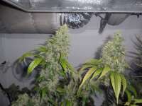 Chemdog: strain page photo, credit seedfinder.eu, copyright status shown with credit copyright unverified