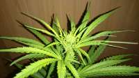 Exodus Cheese: strain page photo, credit seedfinder.eu, copyright status shown with credit copyright unverified