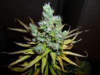 An image of Exodus Cheese
