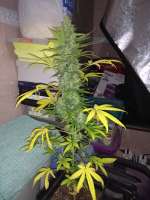 An image of Exodus Cheese Automatic