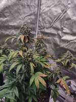 An image of Exodus Cheese Automatic