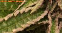 Great White Shark: strain page photo, credit seedfinder.eu, copyright status shown with credit copyright unverified