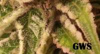 Great White Shark: strain page photo, credit seedfinder.eu, copyright status shown with credit copyright unverified