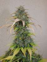 An image of Green-O-Matic