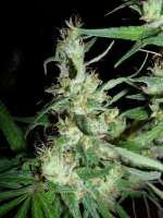 Hawaiian Snow: strain page photo, credit seedfinder.eu, copyright status shown with credit copyright unverified