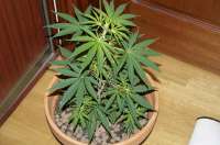 Hawaiian Snow archive 4