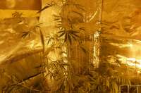 Hawaiian Snow archive 5